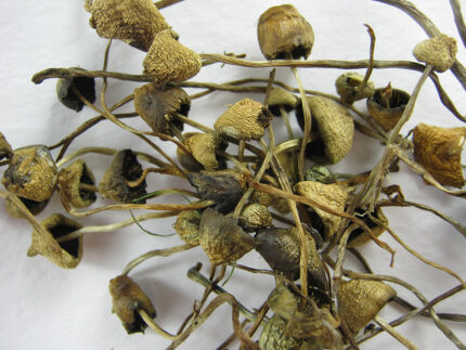 Buy liberty cap mushroom