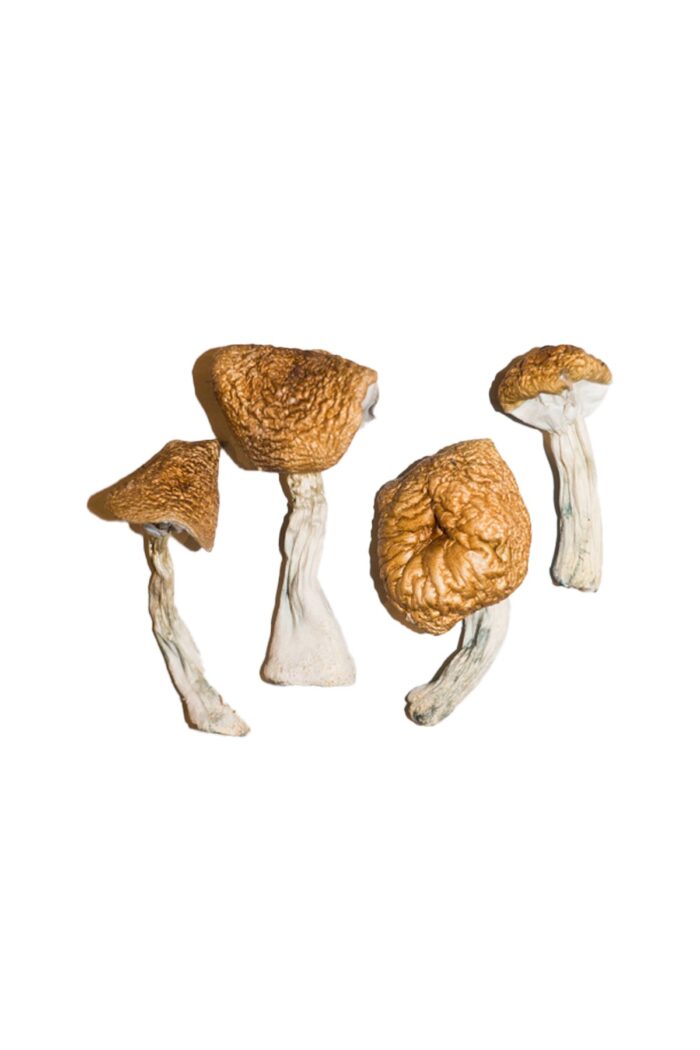 Buy burma mushroom