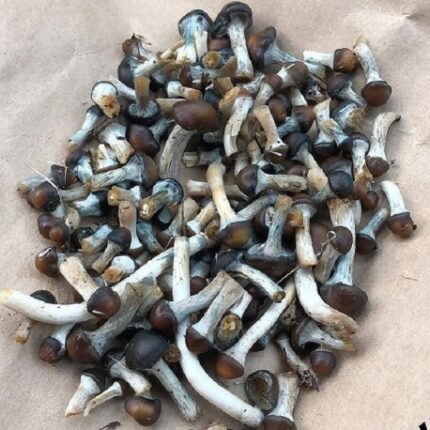 Psilocybe Baeocystis