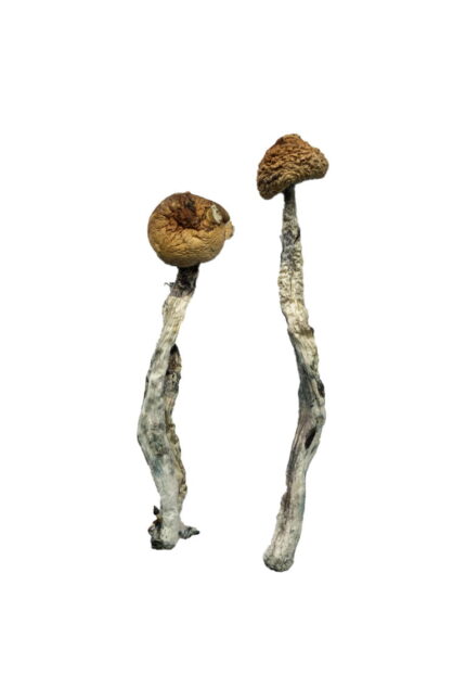 champignons magiques france