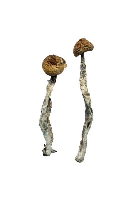 champignons magiques france