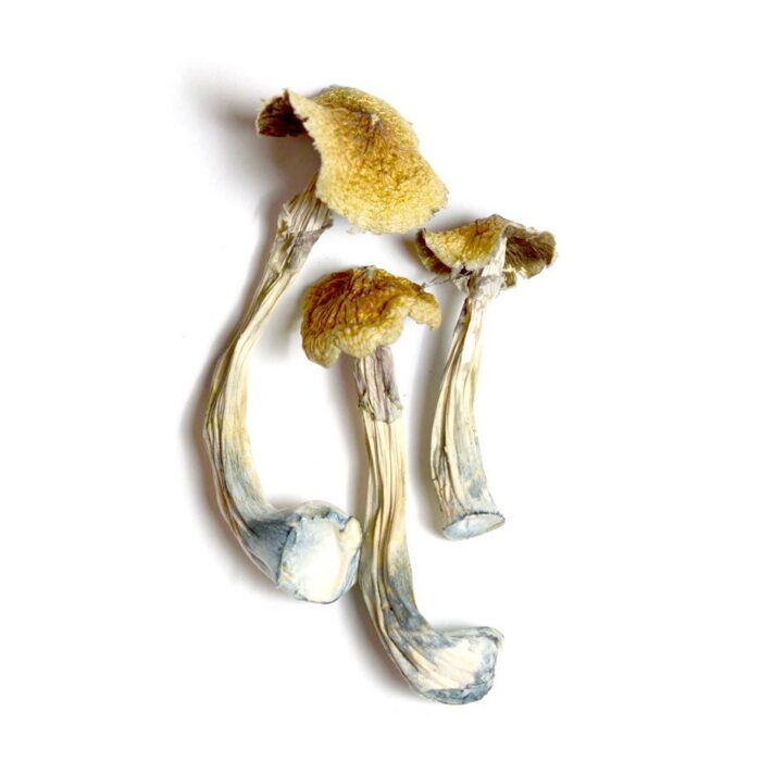 Buy the Ecuadorian cubensis mushroom in france