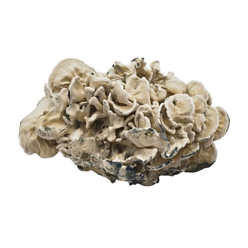 Buy Enigma Cubensis mushroom online in france