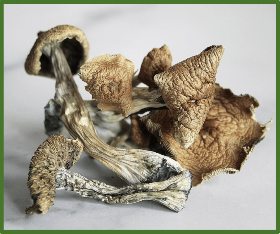 Psilocybe
