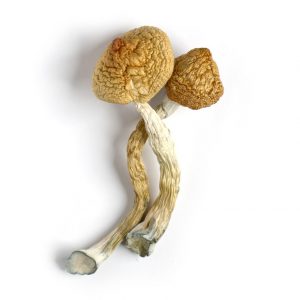 Buy Golden teacher magic mushroom in france
