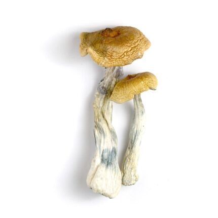 Order PES Hawaiian Mushroom Online In Europe.