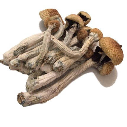 Buy flying saucer mushrooms (Psilocybe azurescens) online in france