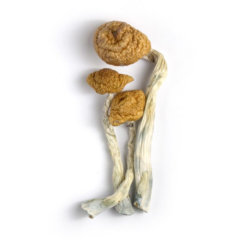 Buy Mazatepec mushroom online in france.