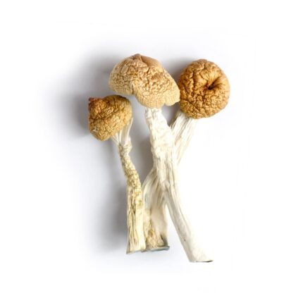 Order orissa india mushroom online in france