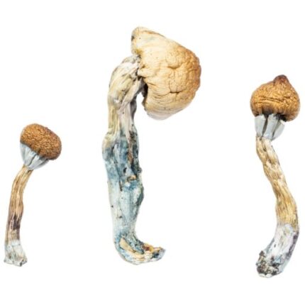 Buy penis envy magic mushroom online in europe