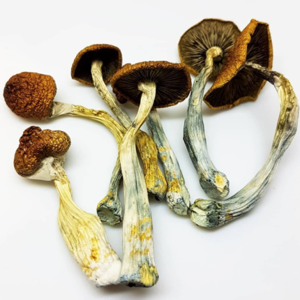 Mushroom