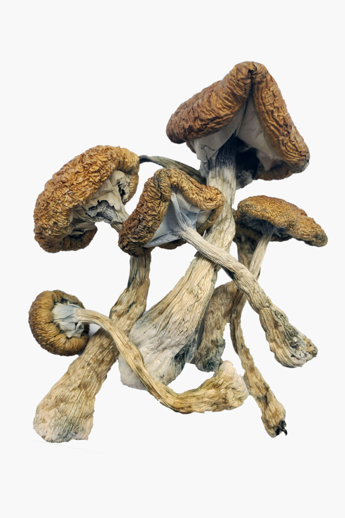 Buy Cambodian cubensis magic mushroom