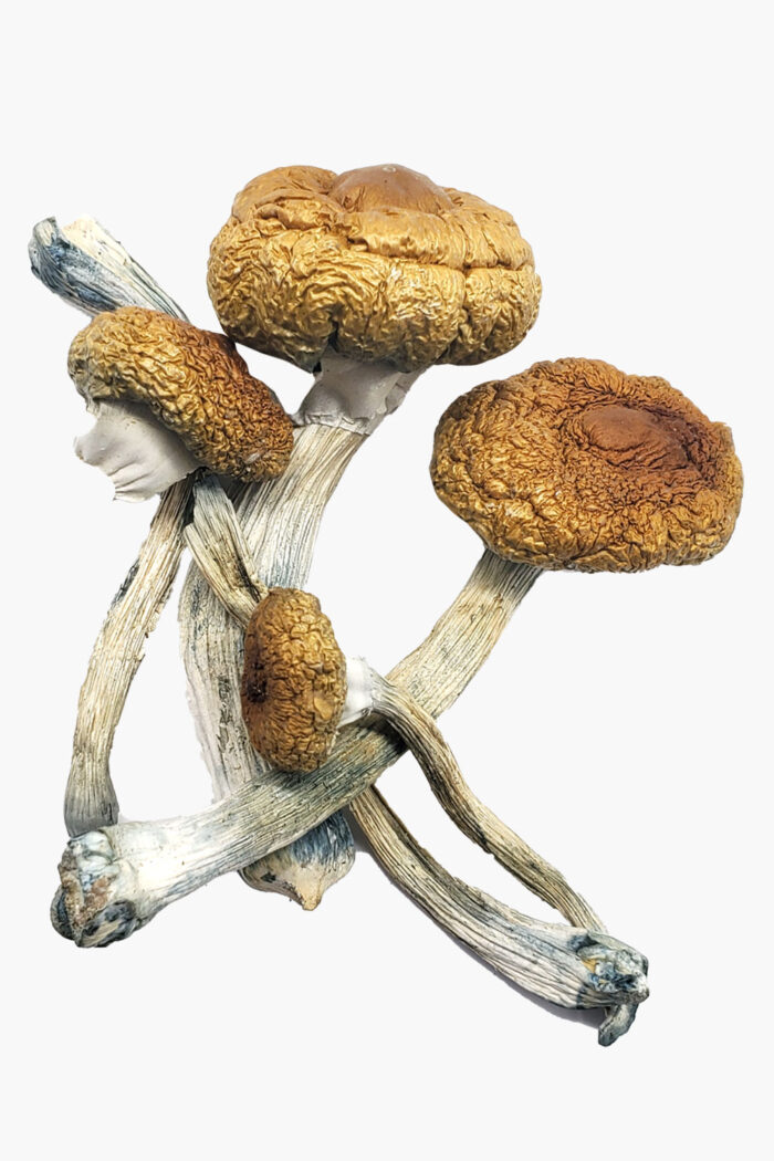 Buy  Costa Rican Magic Mushroom