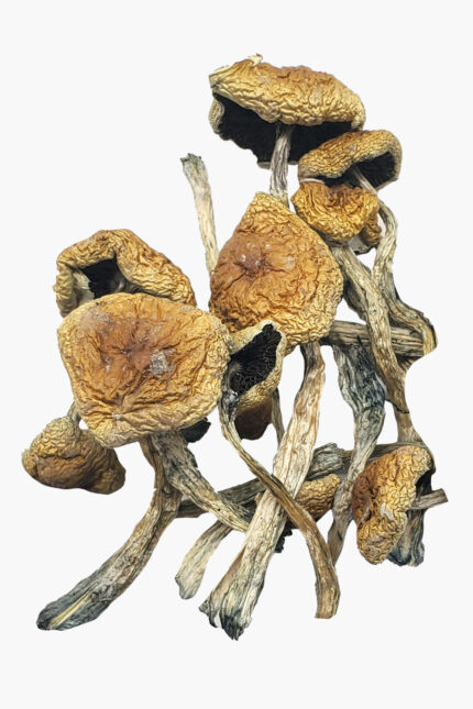 Buy PF Redspore online in europe.