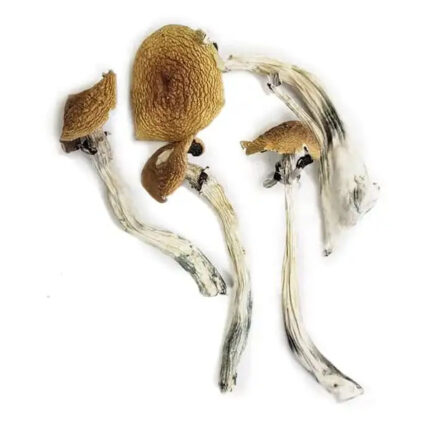 Champignons magiques