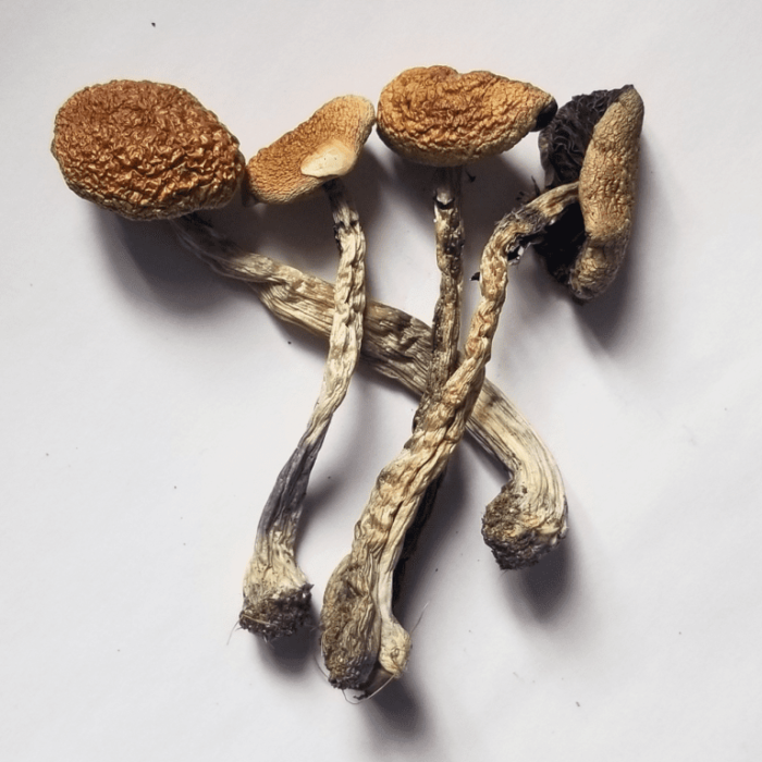 Buy B+ Cubensis Mushrooms