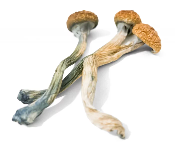 Buy alacabenzi psilocybe cubensis