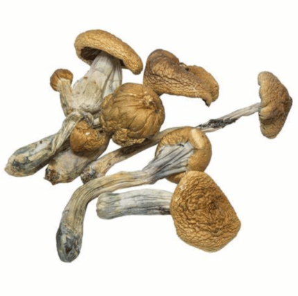 Psilocybe Cubensis