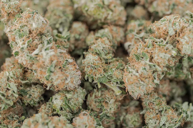 buy weed in colorado