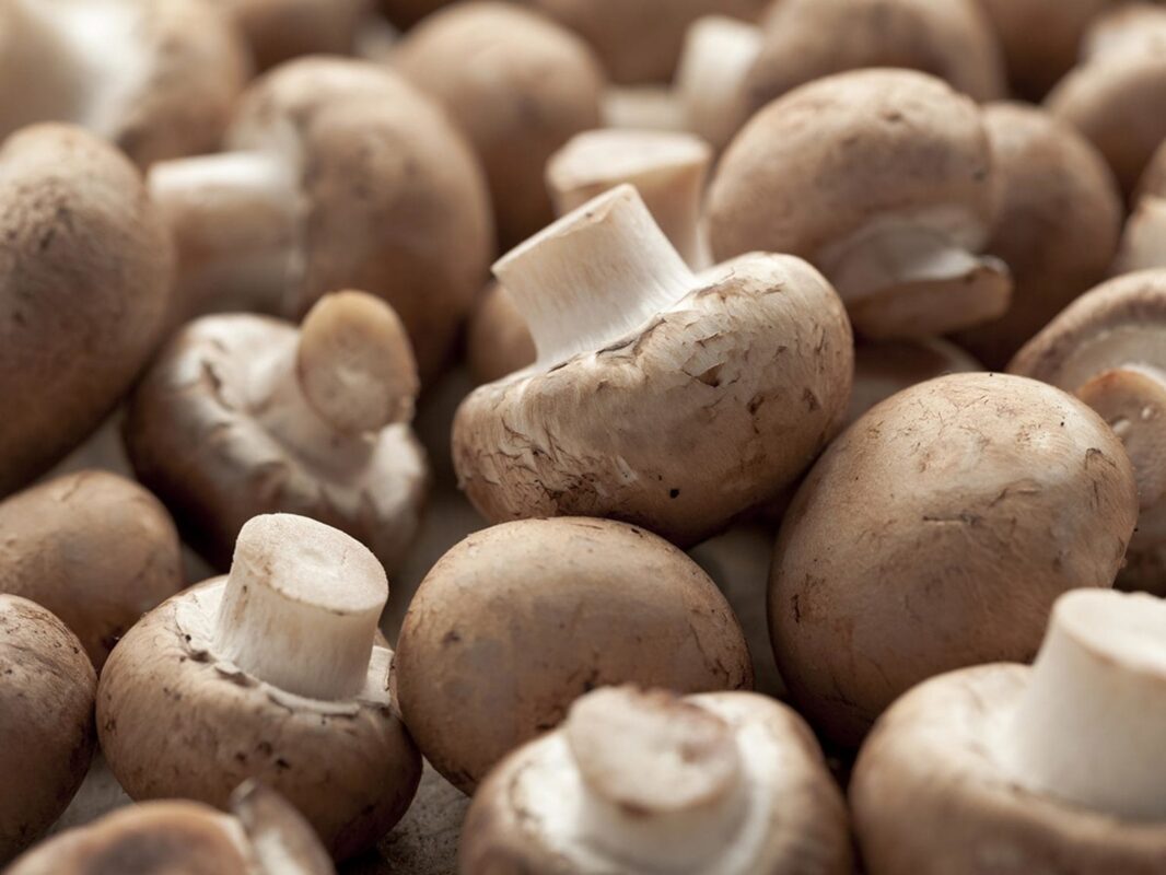 Where can I buy mushrooms online in the USA