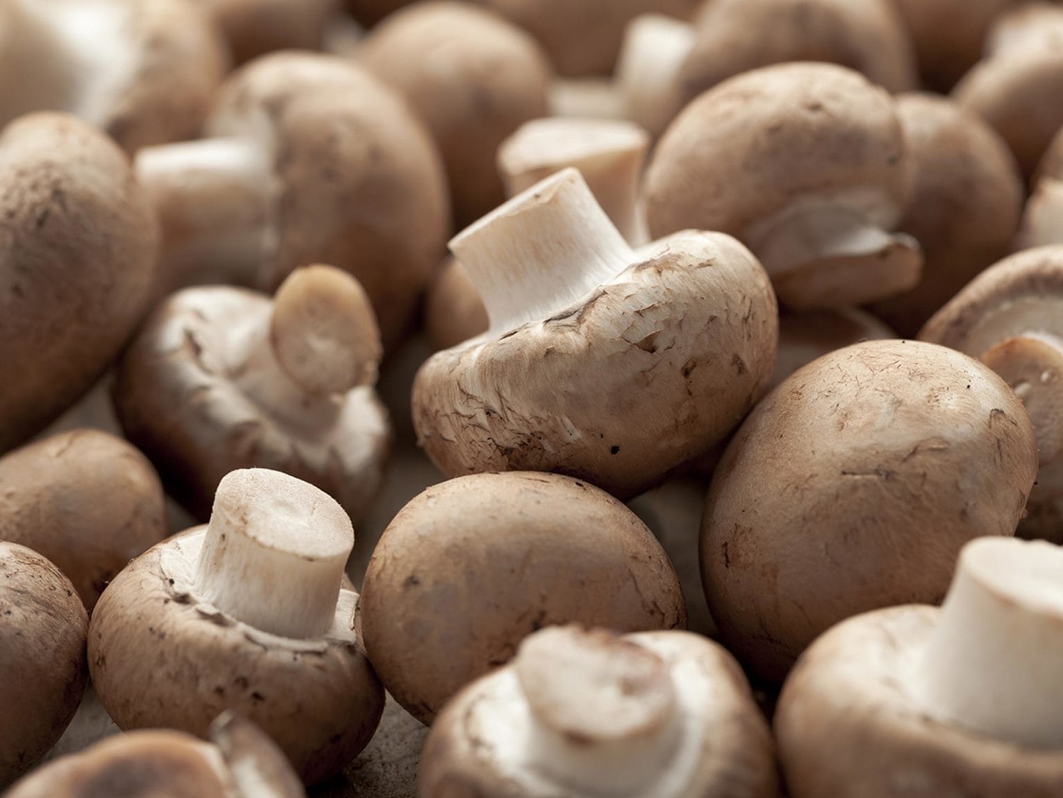 Where can I buy mushrooms online in the USA