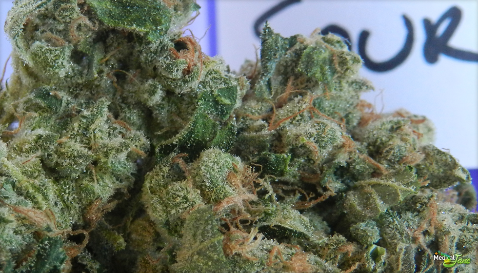 buy weed online in malta