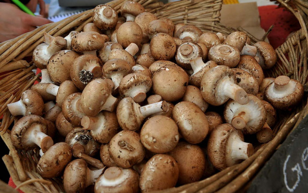 buy mushrooms