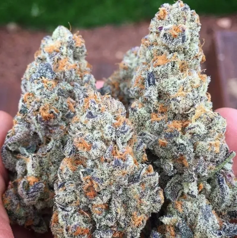 buy weed in frankfurt