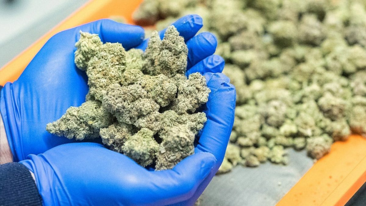 buy weed in Canada