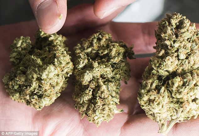buy weed in Siesta Key, Florida