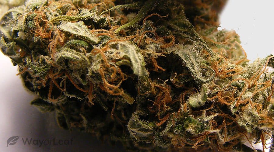 buy weed in Poland