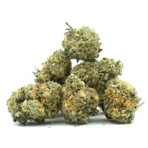 Orange Bud