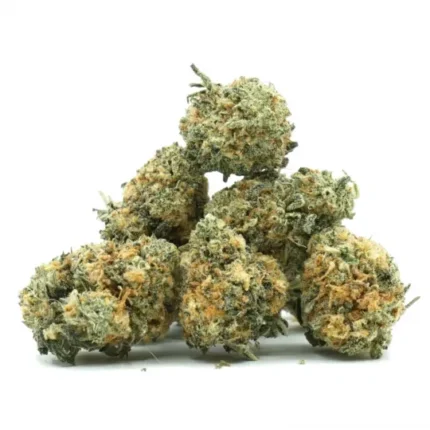 Orange Bud